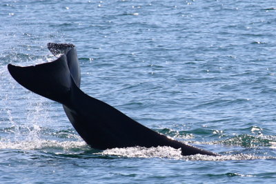 whale tail.JPG