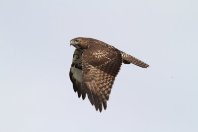Harrier.JPG