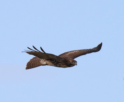 hawkIMG_1655.JPG