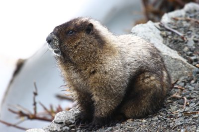 Hoary Marmot.jpg