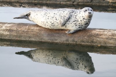 seal and reflection.JPG