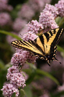 butterfly0001.jpg