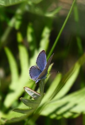 butterflyIMG_2806.JPG