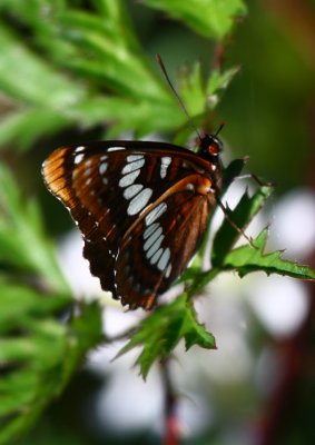 butterflyIMG_4057.JPG