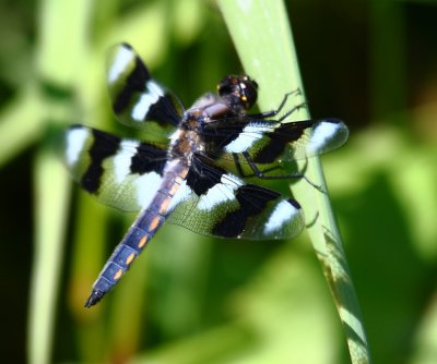 dragonfly2.JPG