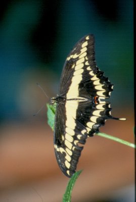scan0008.jpg