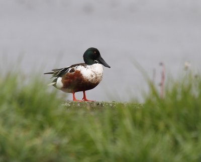 IMG_2388.JPG