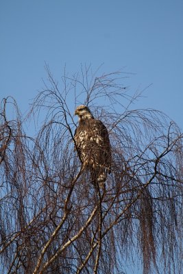 hawk.JPG