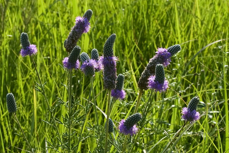 purple prairie-clover.jpg
