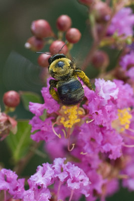 crape myrtle.jpg