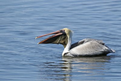 Pelican eating- white neck -