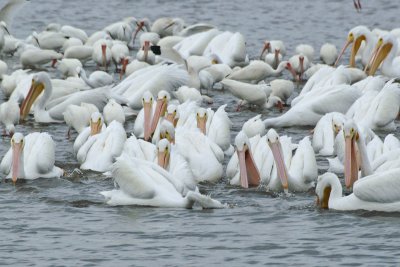 Feeding frenzy - white pelicans