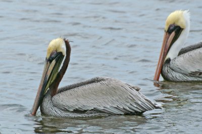 Brown pelican - brown neck - breeding