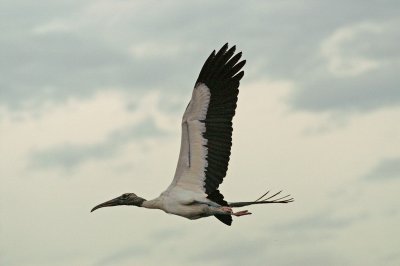 woodstork