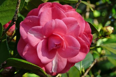 Camilla - Leu Gardens