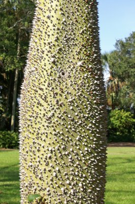 Odd Tree trunk
