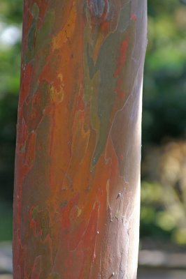 Rainbow Eucalyptus