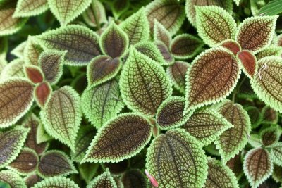 Leaf Pattern