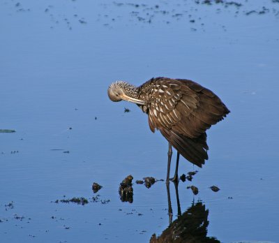 Limpkin at Leu gardens