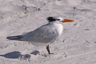 Royal Tern