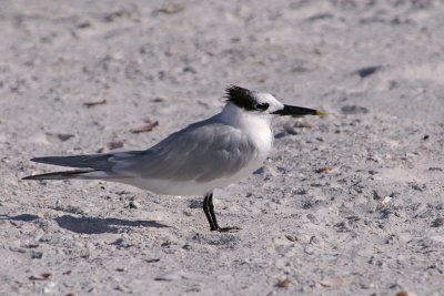 Sanwich tern