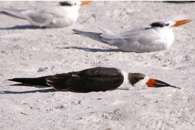 Skimmer sleeping