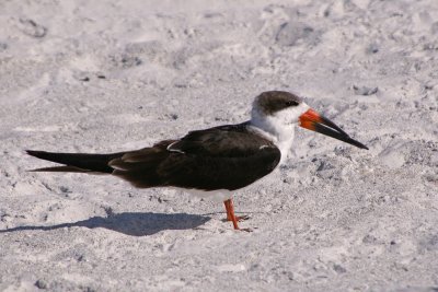 Skimmer