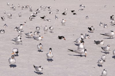 Terns & skimmers