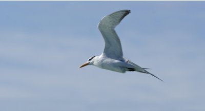 Tern