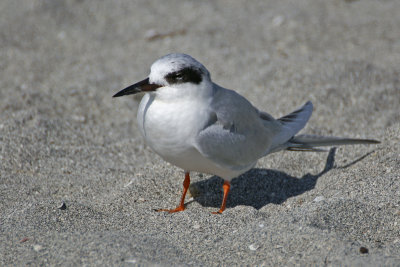 ForstersTern - red legs