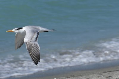 Tern almost gone