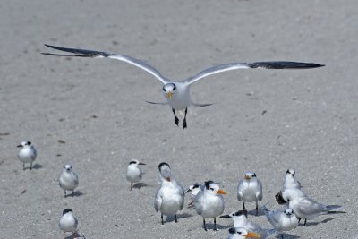 Tern coming in for a landing