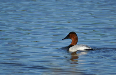 Canvasback