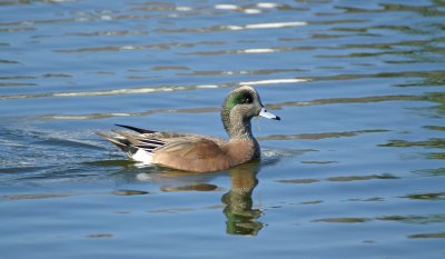 Widgeon