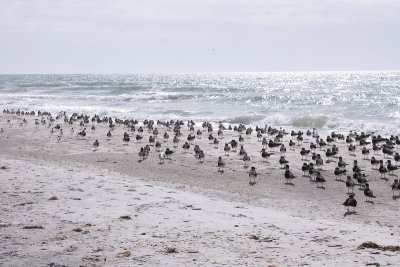 birds on beach