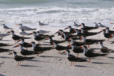 Skimmers