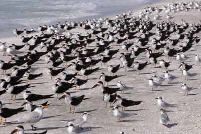 Skimmers & terns