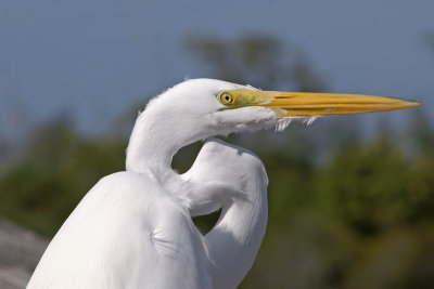 Great Egret