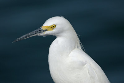 Snowy Egret