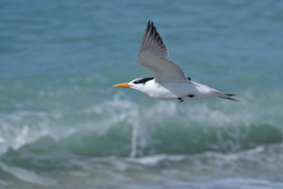 tern flying