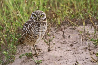 Burrowing Owl