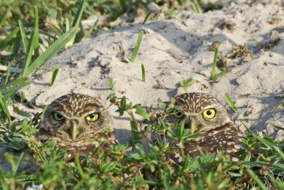 here's peeking at you