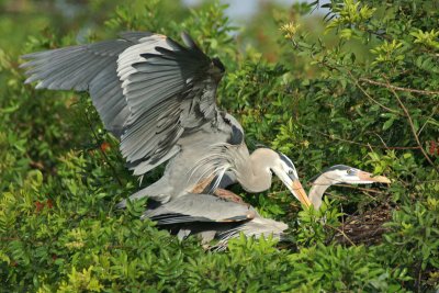 Mating
