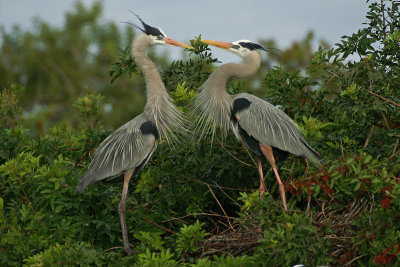 Mating ritual