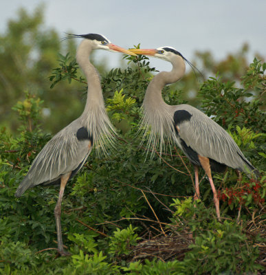 Mating ritual