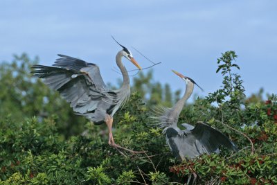 Bringing in twigs