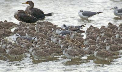 Marbled Godwit with willets!