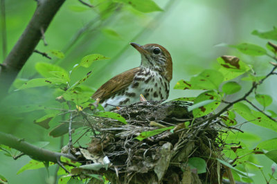 Wood thrush, great meadows concord ma