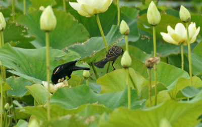 Male & Female Redwing Blackbirds 8/9/09