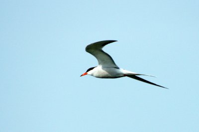 Tern 7/31/09